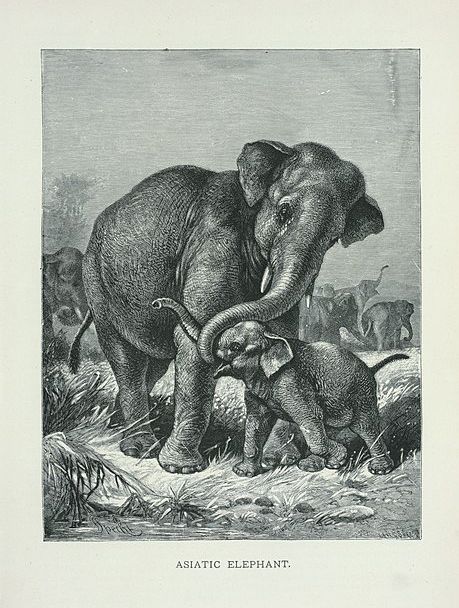 Asiatic Elephant. From New York Public Library Digital Collections. Asiatic Elephant, Elephant Nature Park, Elephant Print Art, Elephant Poster, Elephant Illustration, Elephant Sanctuary, Asian Elephant, Vintage Elephant, Indian Elephant