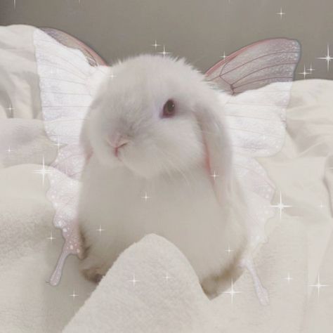 Fairy Animals Aesthetic, Aesthetic Bunny Pfp, Fairy Rabbit, Fairy Bunny, Fairy Animals, Bunny Fairy, Angel Bunny, Animals Aesthetic, Pet Bunny Rabbits