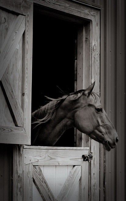 Barn Window, Majestic Horse, All The Pretty Horses, Horse Crazy, Equestrian Life, Horse Barns, Horse Barn, A Barn, Pretty Horses