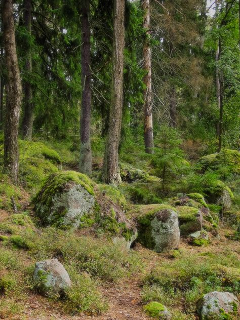 Mossy Rocks, Bg Design, Forest Path, Scenic Beauty, Forest Park, Walk In The Woods, Forest Landscape, Photo Reference, Helsinki