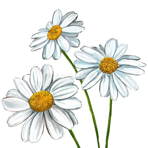 Daisy Flower Drawing, Daisy Drawing, Plants Watercolor, Paradise Flowers, Daisy Tattoo, Daisy Painting, Watercolor Plants, Flower Sketches, White Daisies