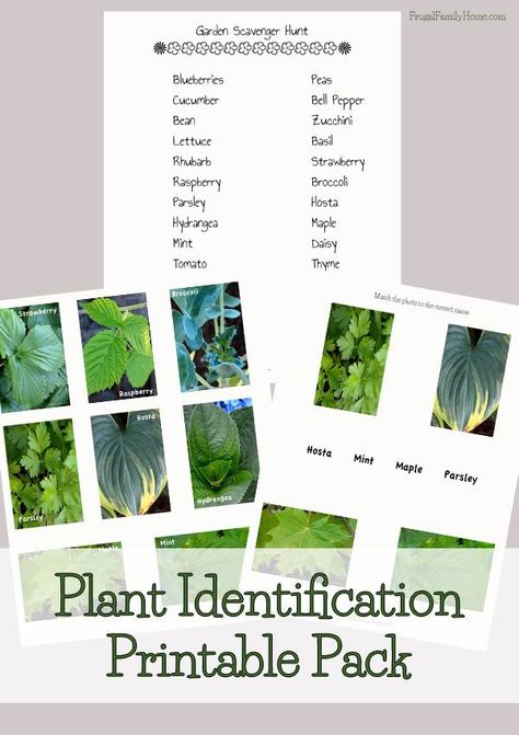 If your kids want to learn what different plants are I have a great free printable for you. This printable includes full color photographs of 20 different plants along with a matching game and scavenger hunt page too. It would be a great supplement to any Id Template, Plants Unit, Plant Games, Plant Study, Homeschool Freebies, Hot Tub Garden, Mint Plants, Frugal Family, Money Saving Mom