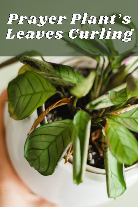 prayer plants leaves curling Praying Plant, Prayer Plant Care, Peacock Plant, Plants Leaves, Folded Hands, Plant Problems, Prayer Plant, Indoor Plant Care, Dish Garden