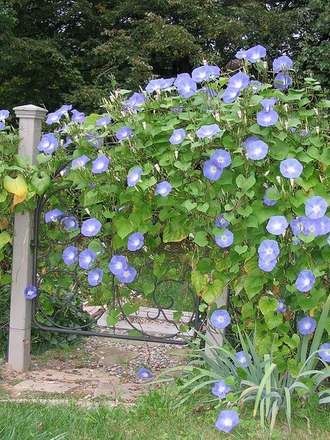 ipogea… la voglio!!!! Morning Glory Seeds, Morning Glory Flowers, Photo Flowers, Garden Vines, Morning Glories, Dream Backyard, Morning Glory, Flower Pictures, Garden Seeds