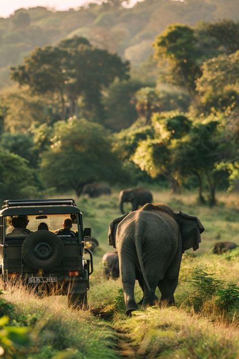 Embark on a Wildlife Safari in Sri Lanka 🐘✨ Discover the diverse wildlife of Sri Lanka on a safari adventure. Spot elephants, leopards, and a variety of bird species in lush national parks. 🌿🇱🇰 #SriLankaSafari #WildlifeAdventure #AdventureTravel #NatureLovers South Africa Wildlife, Safari Photography, South Africa Safari, Africa Wildlife, Kenya Safari, Sri Lanka Travel, National Park Photos, Safari Adventure, Wildlife Safari