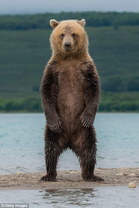 Bear Standing, Bears Standing Up, Bear With Cubs, Bear In Water, Brown Bear Photography, Bear Carving, Bear Theme, Bear Pictures, Bear Wallpaper