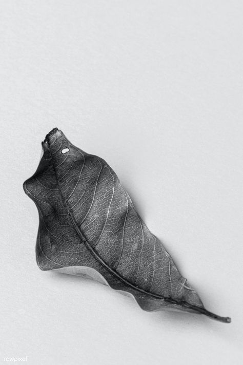 Detailed Leaf Drawing, Dried Leaf Drawing, Dry Leaf Photography, Leaf Sketch Pencil, Sketches Detailed, Peony Leaf, Dried Peony, Leaf Black And White, Leaf Sketch