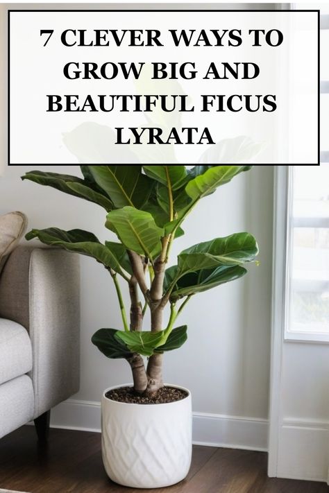 Learn top tips on how to successfully grow and care for Ficus lyrata, also known as the Fiddle Leaf Fig plant. Discover the ideal conditions such as lighting, watering schedule, and soil type to ensure your Ficus lyrata thrives in your home. Whether you're a beginner or experienced plant parent, these easy-to-follow guidelines will help you create a healthy environment for your Fiddle Leaf Fig to flourish. Ficus Lyrata Indoor, Fig Plant Care, Fiddle Leaf Plant, Ficus Plant, Fiddle Leaf Fig Care, Fiddle Tree, Fiddle Leaf Fig Plant, Big Leaf Plants, Big Indoor Plants