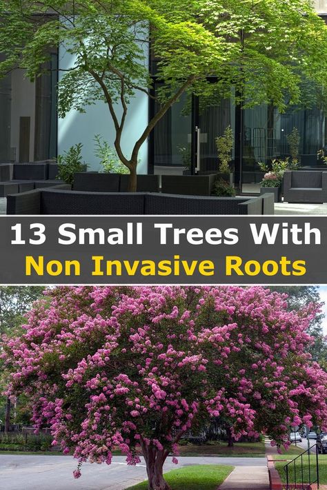 Trees With Non Invasive Roots, Small Landscape Trees, Landscaping Trees, Front Yard Garden Design, Garden Wallpaper, Casa Exterior, Have Inspiration, Home Landscaping, Garden Yard Ideas