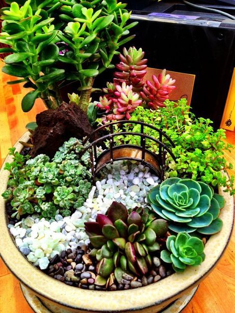 Indoor Mini Garden, Mini Succulent Garden, Kaktus Dan Sukulen, نباتات منزلية, Bonsai Seeds, Succulent Seeds, Bonsai Flower, Fairy Garden Designs, Succulent Garden Diy