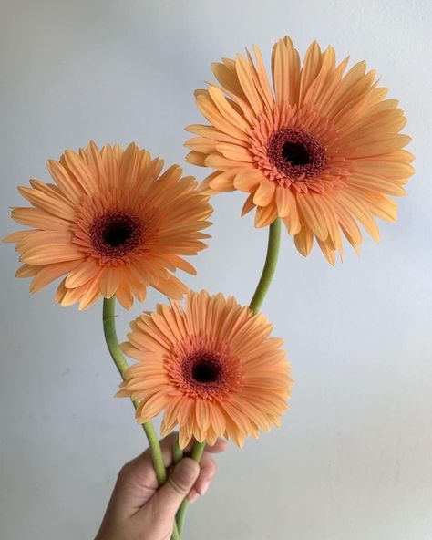 Gerbera Flower Bouquet, Gerbera Daisy Tattoo, Gerbera Daisy Bouquet, Flower Bouquet Tattoo, Floral Design Classes, Gerbera Flower, Flower Identification, Bouquet Tattoo, Daisy Tattoo