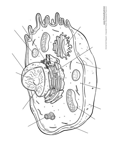 Plant Cell Drawing, Animal Cell Drawing, Animal Cell Structure, Plant Cell Diagram, Animal Cell Project, Cell Diagram, Handwriting Worksheet, Prokaryotic Cell, Studie Hacks