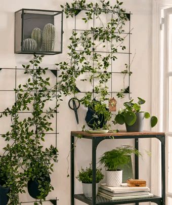 An IKEA item that's surprisingly good for indoor climbing plants Indoor Climbing Plants, Indoor Plant Trellis, Indoor Vines, Ikea Plants, Indoor Plant Wall, Plant Wall Decor, Hanging Plant Wall, Hanging Plants Indoor, Trellis Plants