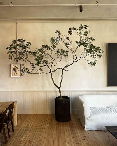 Field Studies Flora | Branches, tulips and calas for @colinking forever!! Colin is not only a favorite collaborator and constant source of inspiration but a… | Instagram Pieris Japonica, Wabi Sabi Interior, Indoor Tree, Living Room Plants, Book Launch, Nyc Apartment, House Goals, Interior Inspo, Source Of Inspiration