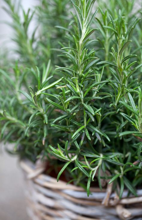 Resolve to grow a better rosemary plant. Your dinner guests will thank you. - The Washington Post Growing Ginger, Tattoo Plant, Rosemary Plant, Perennial Herbs, Growing Herbs, Kitchen Garden, Growing Plants, Herb Garden, Green Plants