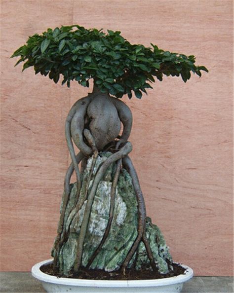 Ginseng grafted ficus over rock Ginseng Ficus Bonsai, Ginseng Ficus, Ginseng Bonsai, Ficus Ginseng Bonsai, Ficus Ginseng, Ficus Bonsai, Bonsai Ficus, Bonsai Tree Care, Indoor Bonsai