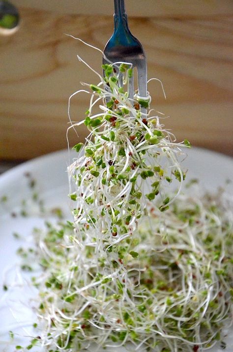 How to Grow Sprouts: How To Store 182 Servings of Raw Green Vegetables in a Quart Canning Jar | Backdoor Survival Sprouts Benefits, Grow Sprouts, Broccoli Benefits, Growing Sprouts, Healthy Bodies, Protein Salad, Broccoli Sprouts, Growing Microgreens, Gardening Projects