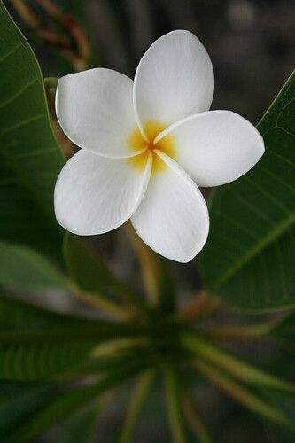 White Plumeria | Big Island of Hawaii | cazfoto | Flickr चाफा Flower, Plumeria Flowers Aesthetic, Frangipane Flower, Fiori Frangipani, Flores Plumeria, White Plumeria, Seni Arab, Plumeria Flowers, Beautiful Flowers Photos