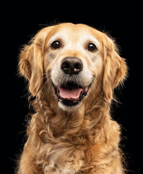 Studio Pet Photography Gallery Animal Art Photography, Pictures Of Dogs Pet Photography, Animals Portrait Photography, Dog Photography Studio Ideas, Photography Dogs Ideas, Dog Reference Photos For Artists, Dogs Reference Photography, Dog Close Up, Animal Portrait Photography