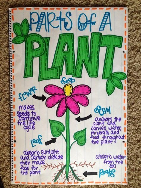 This science anchor chart is geared towards the parts of a plant. Science Anchor Charts Kindergarten, Clean Desk Anchor Chart, Plant Anchor Chart Kindergarten, Culture Anchor Chart, Cute Anchor Charts, Graphing Anchor Chart First Grade, Anchor Chart Ideas, Science Anchor Charts 3rd, Science Anchor Charts 2nd Grade