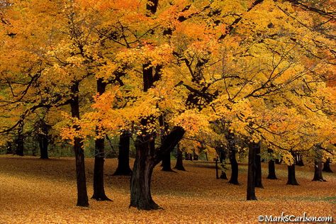 Sugar Maple Grove Maple Trees, Maple Grove, River Road, Leaves Autumn, Fallen Leaves, Sugar Maple, Autumn Scenes, Maple Tree, Gorgeous Sunset