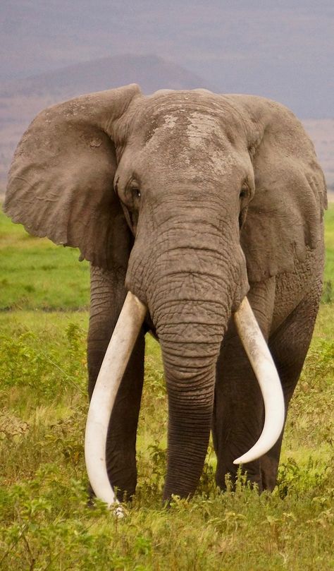 An elephant with enormous tusks Mammals Pictures, Elephant Reference, Picture Of Elephant, Mammals Animals, Elephant Tusk, Wild Animals Photography, Amur Leopard, Elephant Pictures, Elephants Photos