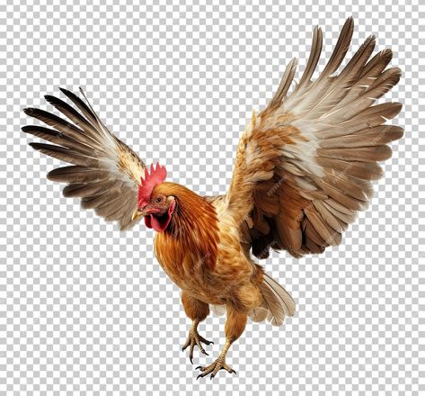 Premium PSD | Chicken flying open wings isolated on transparent background Chicken Reference Drawing, Chicken Reference, Chicken Anatomy, Flying Chicken, Chicken Photography, Fly Drawing, Open Wings, Chickens And Roosters, Pet Chickens