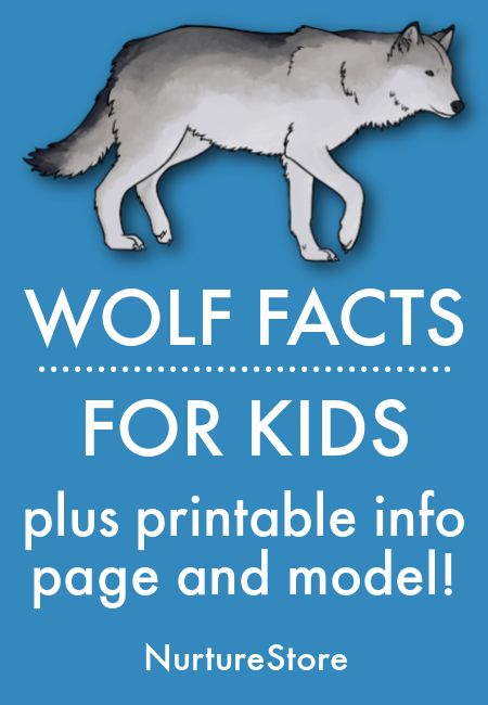 Wolf Moon Activities, Wolf Activities Preschool, Wolf Activities For Kids, Wolf Crafts For Kids, Wolf Crafts, Wolf Puppet, Owls Kindergarten, Wolf Facts, Facts About Wolves