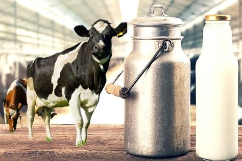 Looking for ways to increase milk in your cows naturally? Here are 10 simple steps that will help in increasing milk production if followed correctly. Uht Milk, Sweet Condensed Milk, Dairy Industry, Cow Milk, Micro Nutrients, Improve Metabolism, Growth And Development, Milk Production, Flavored Milk