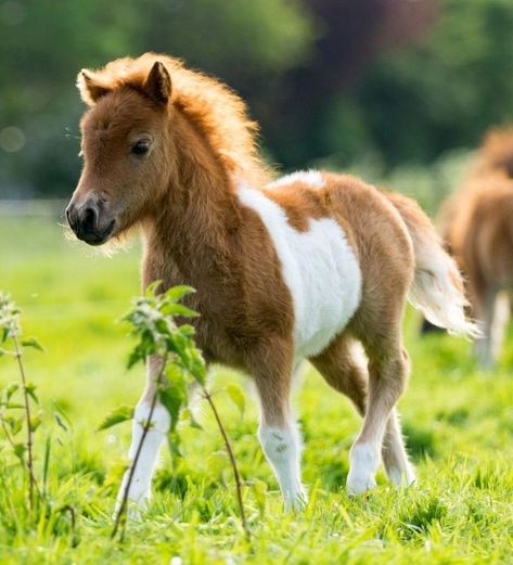 Baby Pony, Pony Breeds, Cute Horse Pictures, Baby Farm Animals, Shetland Pony, Cute Ponies, Funny Horses, Pony Horse, Most Beautiful Horses