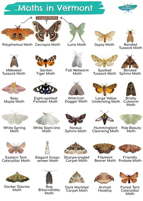 Types of Moths in Vermont Types Of Moths Chart, Nevada Buck Moth, Types Of Moths Meaning, Different Types Of Moths, Moth Breeds, Different Moths, Moth Types, Types Of Moth, Moth Type