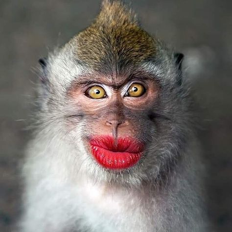 Too much lip stick? 🙊 Happy Sunday to you all.  #Sundayfunny #lipstain #themakeupgeeks #usa #canada  #toronto #england Stock Photos Funny, Funny Dp, When Your Crush, Monkey Pictures, Pet Monkey, Silly Cats Pictures, Monkeys Funny, Baboon, Primates