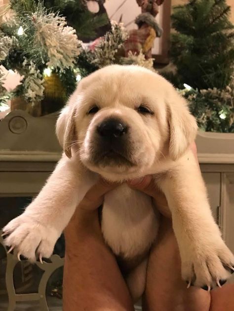 English Yellow Lab, Yellow Lab Puppy Aesthetic, Yellow Labrador Retriever Puppy, White Lab Puppy, Golden Labrador Puppy, White Labrador Puppy, English Labrador Retriever, English Lab Puppies, White Lab Puppies