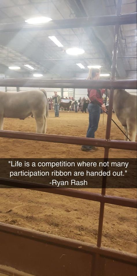 Cute Livestock Show Outfits, Show Steer Tips, Ryan Rash Livestock Judge Quotes, Show Pig Quotes, Show Pig Names, Showing Livestock Quotes, Show Steer Names, Livestock Show Quotes, Livestock Show Hairstyles