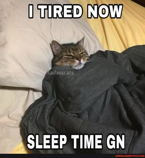 Sleepy Meme, Good Night Meme, Sleep Meme, Good Night Cat, Sleep Time, Image Chat, Silly Cats Pictures, A Meme, Best Pics