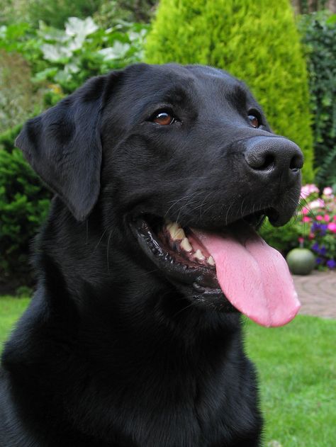 Labrador Nero, Labrador Noir, Regard Animal, Black Labs Dogs, Black Labrador Retriever, Black Lab Puppies, Lab Dogs, Labrador Retriever Puppies, Black Labs