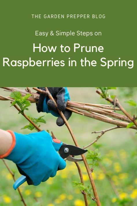 How To Prune Raspberry Plants, When To Prune Raspberry Bushes, Staking Raspberry Bushes, How To Prune Raspberries, How To Trellis Raspberries, Transplanting Raspberry Plants, How To Prune Raspberry Bushes, Pruning Raspberry Bushes, Raspberry Bush Trellis