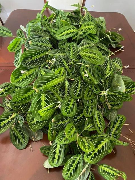 Large, oval, bright green patterned leaves on a prayer plant. How To Care For A Prayer Plant, Hanging Houseplants, Prayer Plant Care, Plant Care Guide, Houseplants Low Light, Plant Care Houseplant, Prayer Plant, Growing Plants Indoors, Plant Diseases