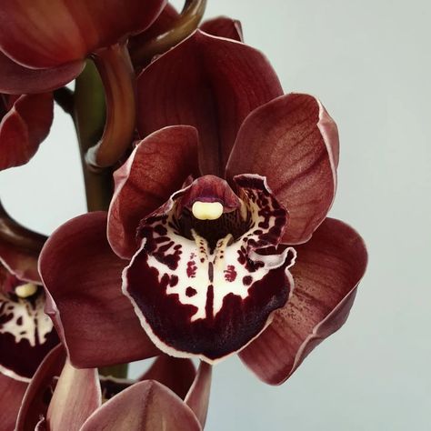 New Zealand Bloom Limited on Instagram: “We adore grand Cymbidium 'Tuscany' ! A strong stem full of circular blooms, an indulgent brown. In supply now!” Flowers Blooming Aesthetic, Bloom Aesthetic, Flower Brown, Brown Nature, Flower Icons, Brown Flower, Nothing But Flowers, Brown Flowers, Flower Therapy