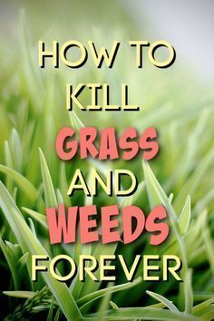 Kill Grass For Garden, What Kills Grass And Weeds, Diy Kill Grass And Weeds, Kill Grass Naturally, How To Kill Weeds In Grass, Grass Killer Homemade, Diy Grass Killer, Vinager To Kill Weeds, Back Yardagins Show