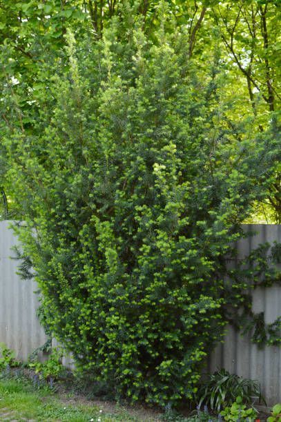 Tall Evergreen Shrubs, Tall Plants For Privacy, Best Privacy Trees, Living Privacy Fences, Pergola Privacy, Privacy From Neighbors, Best Trees For Privacy, Privacy Shrubs, Fast Growing Privacy Shrubs