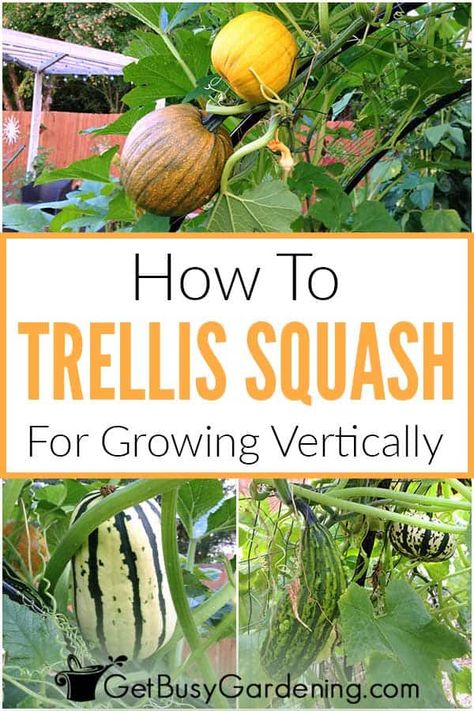 Winter Squash Trellis, Butternut Squash Garden, Growing Squash Vertically, Grow Squash Vertically, How To Grow Squash, Grow Squash, Pumpkin Trellis, Squash Trellis, Pumpkin Growing