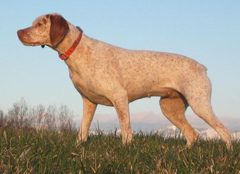 Braque du Bourbonnais breed information from the AKC Braque Du Bourbonnais, Top 10 Facts, Hunting Dogs Breeds, Every Dog Breed, Akc Breeds, Vizsla Dogs, Dog Best Friend, Post Animal, Nocturnal Animals