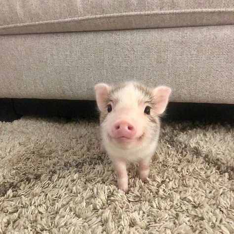 Micro Pigs, Hello How Are You, Teacup Pigs, Cute Piglets, Mini Pigs, Cute Small Animals, Cute Piggies, Pet Pigs