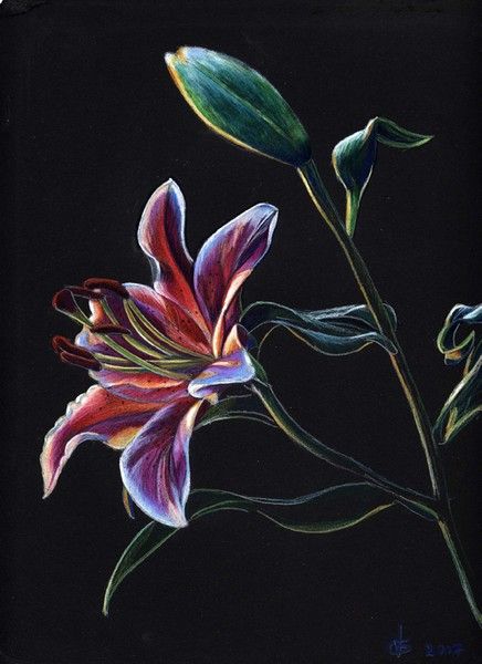 Colored Pencil on Black paper Paintings On Black Canvas Acrylic, Colour Pencil Art On Black Paper, Pencil Art On Black Paper, Cool Drawings On Black Paper, Colouring On Black Paper, Cool Black Canvas Paintings, Flower Painting On Black Paper, Flower On Black Paper, Black Paper Drawing Flower