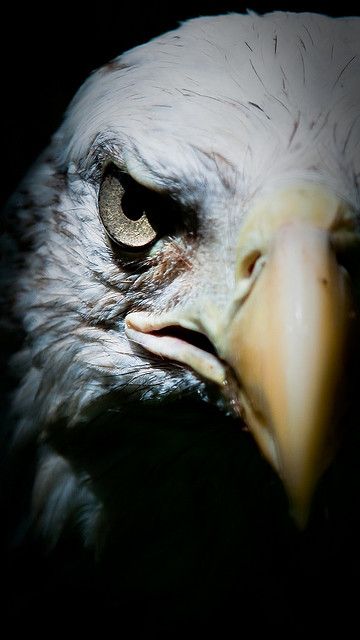 eagle eye! | by sgluskoter Raja Club, Raja Casablanca, Haliaeetus Leucocephalus, Animal Photography Wildlife, Eagle Drawing, Eagle Images, Eagle Wallpaper, Eagle Pictures, Eagle Tattoos