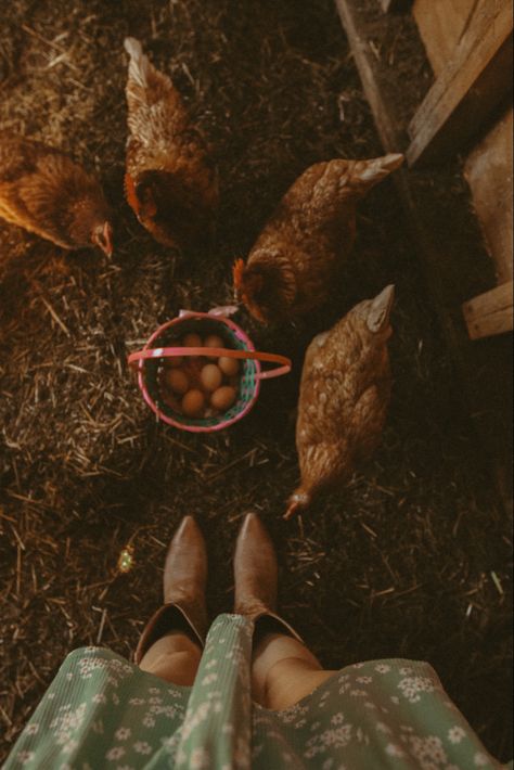 Morning gather 🐓🤎 #homesteading #chicken #farmlife #eggs #farmfresh #farm #countrylife #countryside #chickenphotography #farmphotography #cottagecore #folk #western #westernartphotography #westernartphotographer Mountain Homestead Aesthetic, Homesteading Photoshoot, Farm Asthetic Pics, Owning Land Aesthetic, Homestead Vision Board, Farm Photography Ideas, Farmer Astethic, Cow Farm Aesthetic, Home Stead Aesthetic