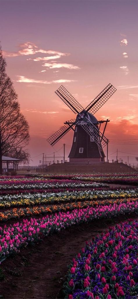 dream windmill field #windmill #nature #photography #field #iPhone11Wallpaper Dutch Windmills, Netherlands Travel, Travel Aesthetic, Amazing Nature, Nature Pictures, Beautiful World, Beautiful Landscapes, Beautiful Nature, Places To Travel