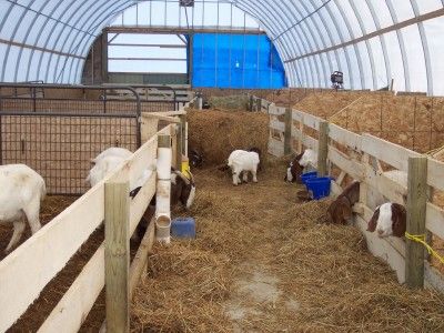 goat barn. Sheep Shelter, Sheep House, Livestock Barn, Livestock Shelter, Goat Shelter, Goat Pen, Goat House, Goat Barn, Boer Goats