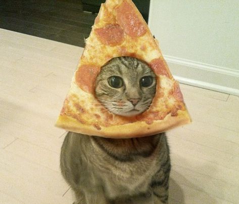 “My devotion to pizza is unparalleled” | 16 Cats Who Love Pizza As Much As You Sunday Funnies, Cute Pizza, Pizza Cat, Söt Katt, Funny Cats And Dogs, Funny Cat Memes, A Pizza, Cute Kittens, Funny Animal Pictures